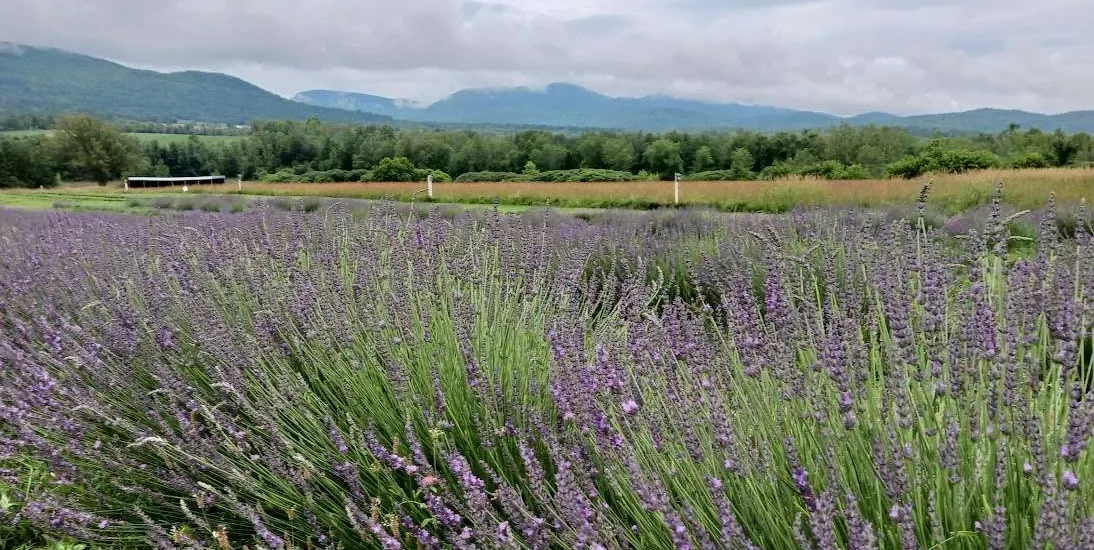 Adirondack Fragrance lavender fields under blue sky